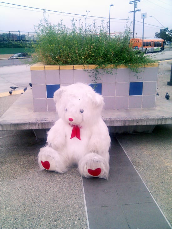 Bear
