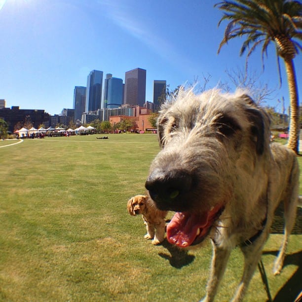 Grand Park Book Fest this Saturday, furry friends make great reading buddies! Photo via Grand Park Official Facebook