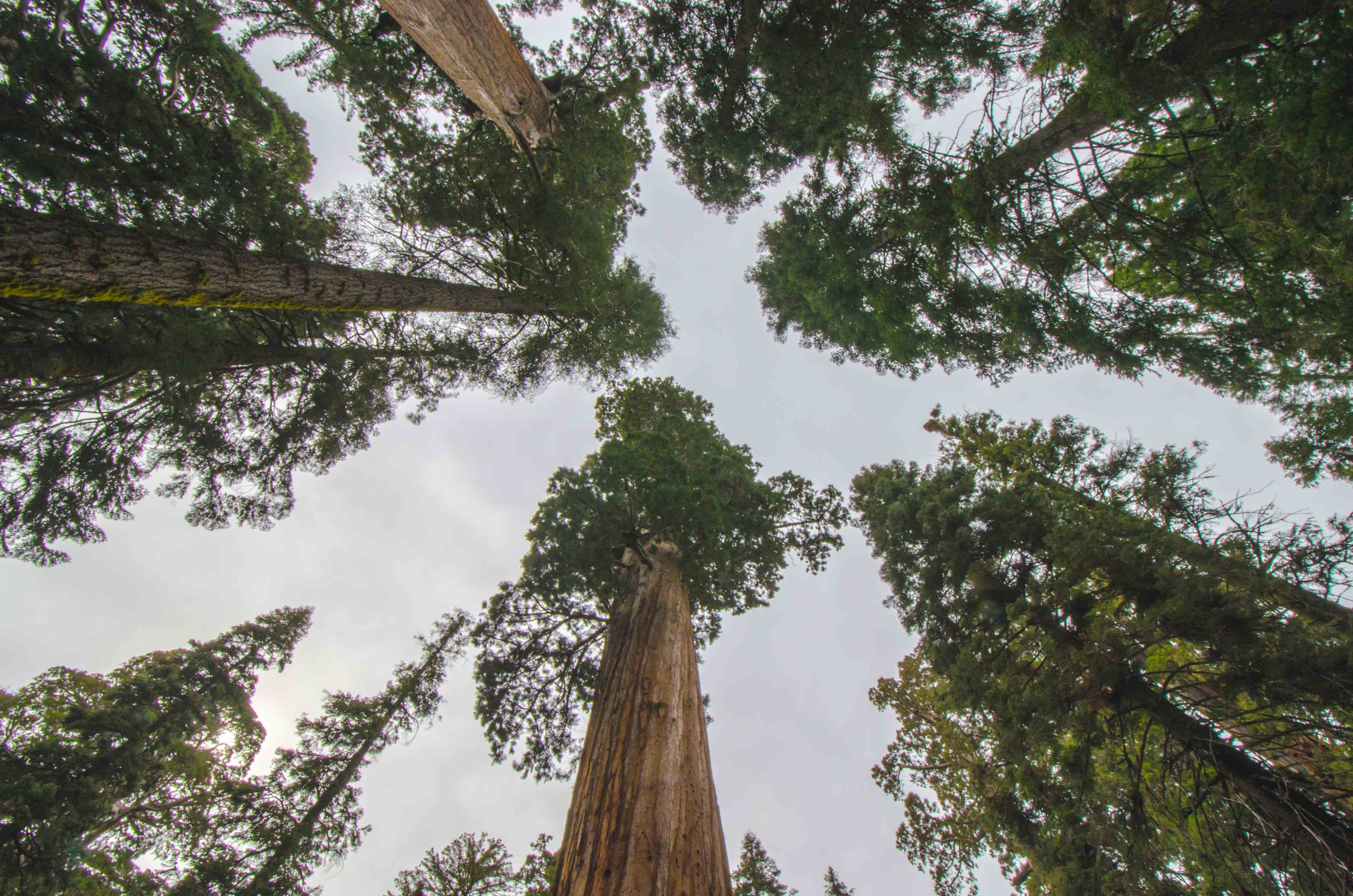 Giant sequoias in Kings Canyon National Park. Photo by Steve Hymon. 