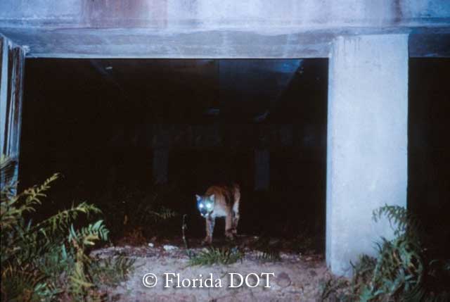 A mountain lion uses a wildlife underpass in Florida. Credit: Florida Department of Transportation.