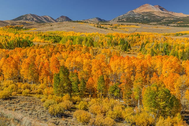 Art of Transit, sort of: Fall colors earlier this month along U.S. 395 near Conway Summit. Photo by Fred Moore, via Flickr creative commons. 