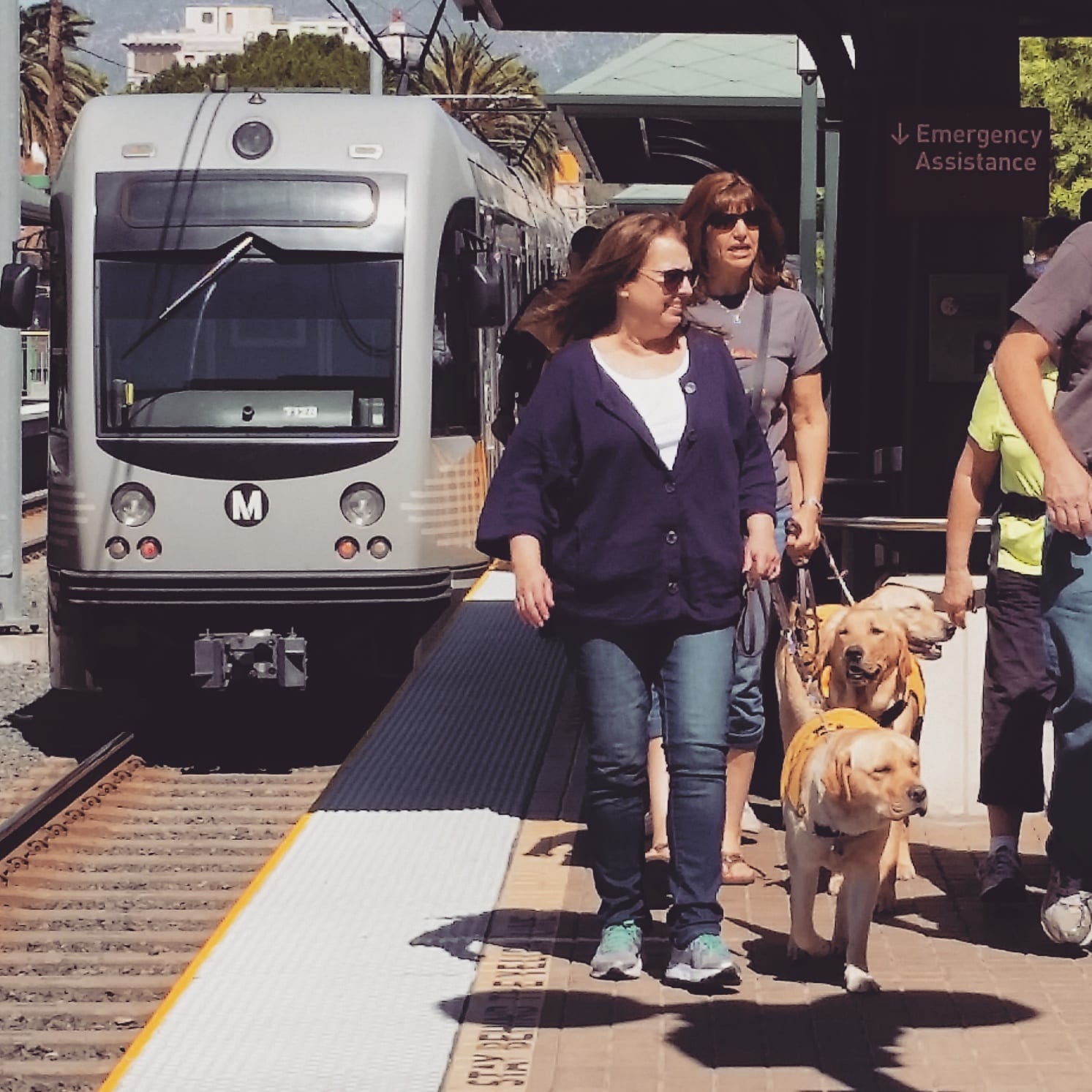 ART OF TRANSIT: Guide dogs on a training day on the Gold Line in Pasadena.