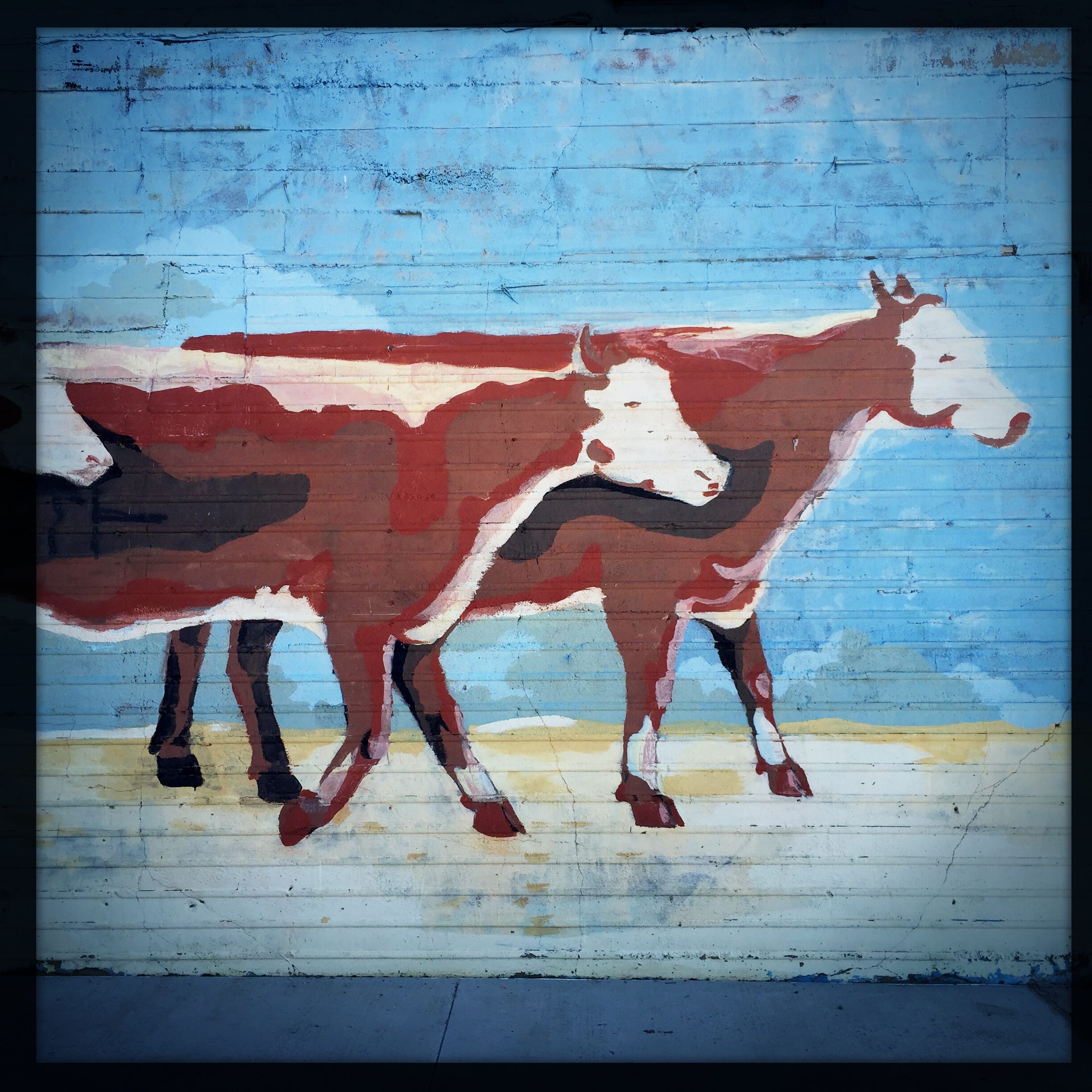 In Wyoming, there's two cows for every one person. Photo: Steve Hymon.