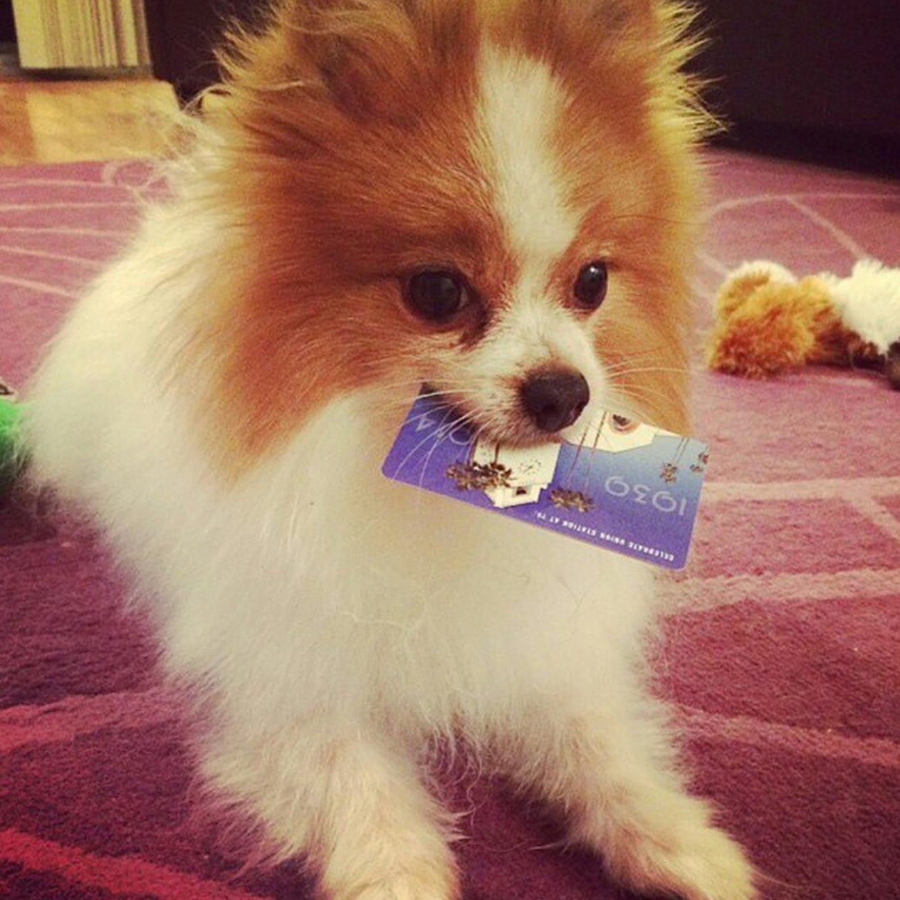 Aw look at that dog. Photo via Instagram @nikko_bear