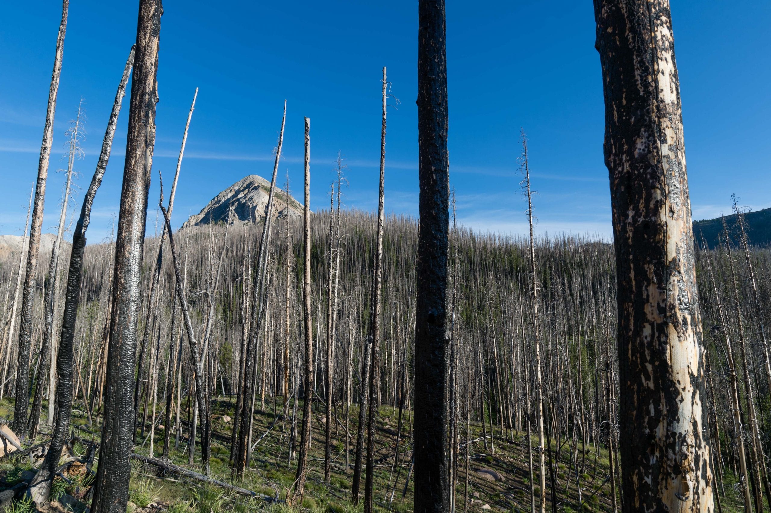Charred trees from a 2005 wildfire in the Sawtooth National Recreation Area in Idaho. Photo: Steve Hymon.