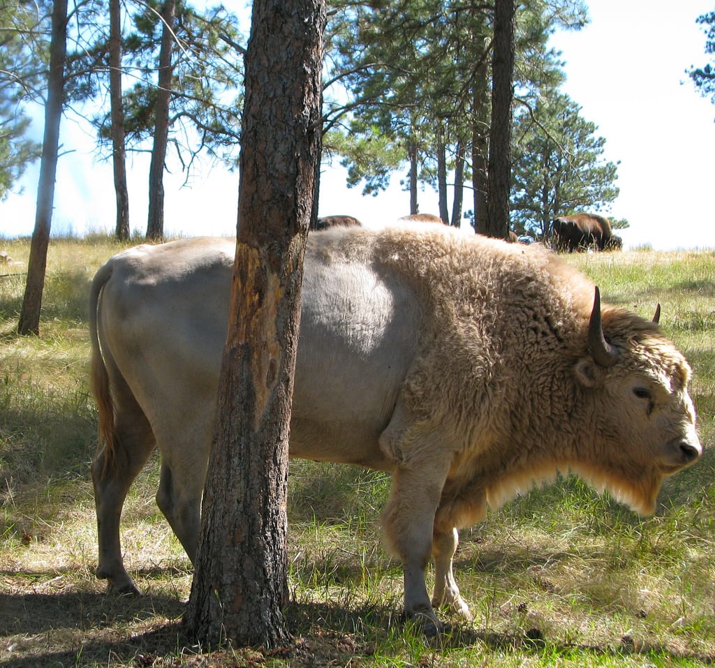 Bison! Photo by Susan Hunt via Flickr creative commons. 