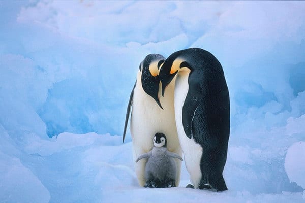As my colleague Anna Chen likes to say, if you want to get people's attention about climate change, show them a photo of cute penguins. Click above to read a story from Time about global warming's potential threat to penguins. 