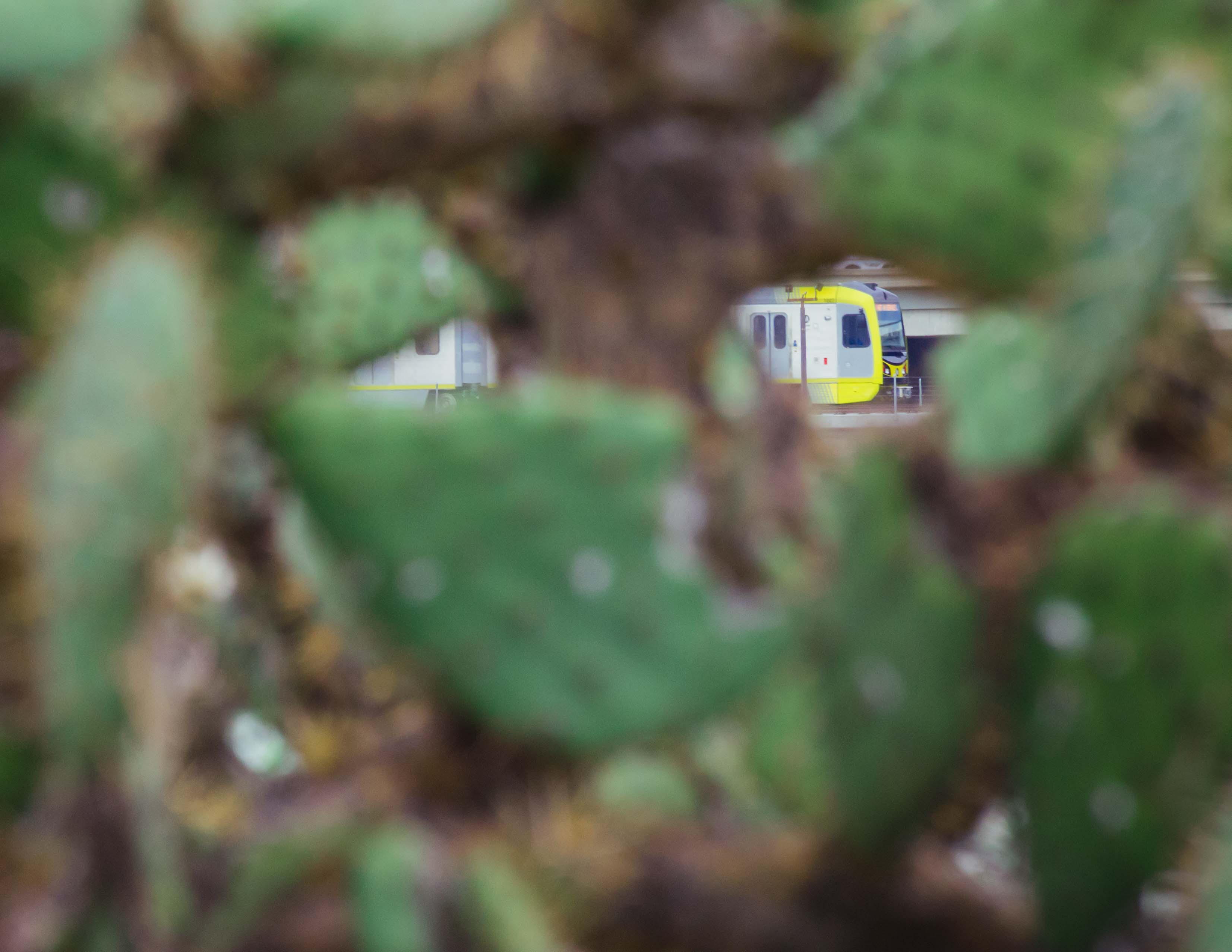 A test train on the Gold Line extension to Azusa as seen through a cactus growing along the San Gabriel River. Photo by Steve Hymon/Metro.