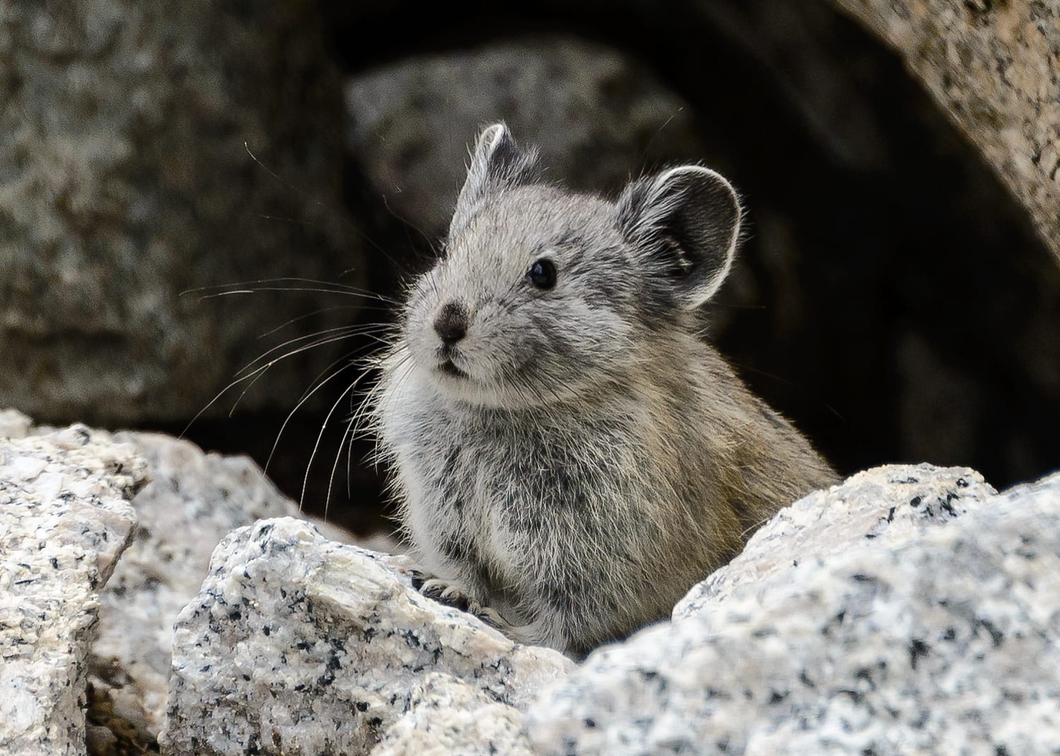An American Pika in the Sierra Nevada. Photo by Marshal Hedin, via Flickr creative commons. 