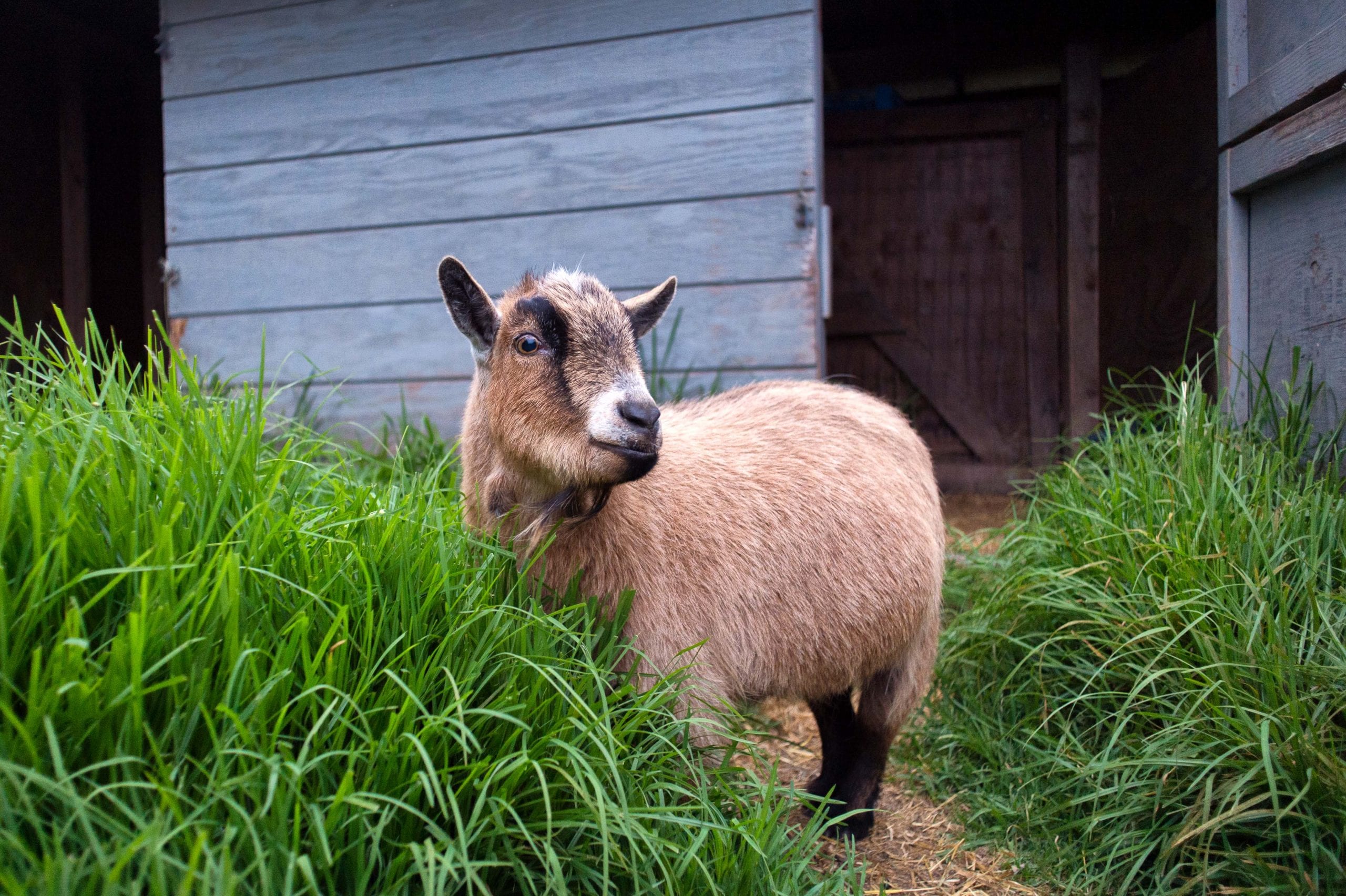 Billy goat, pygmy goat. Same idea. Cubs must lose. Photo by Steve Hymon.