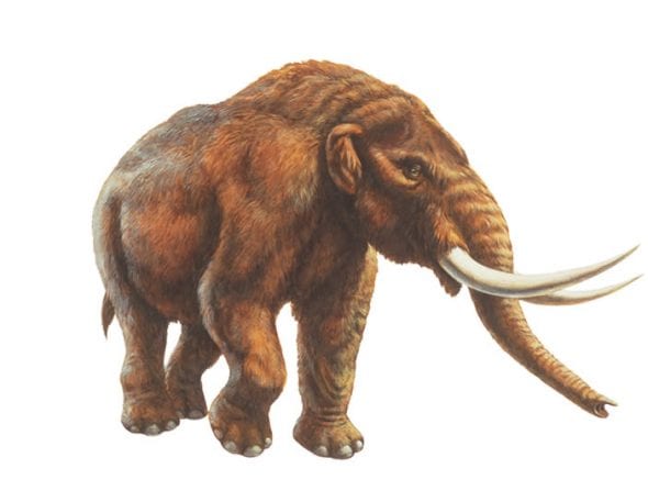 An illustration of an American Mastodon. Credit: La Brea Tar Pits & Museum.